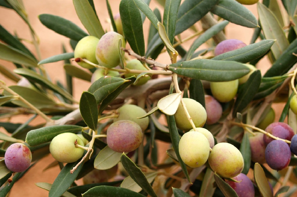 Olivo Arbosana