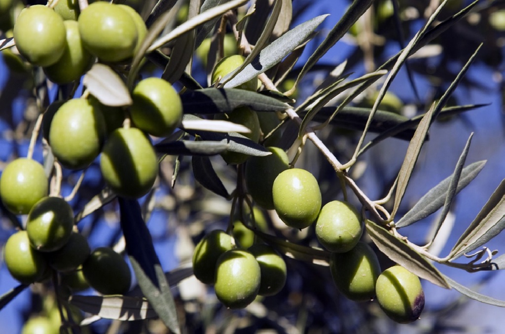 Olivo hojiblanca