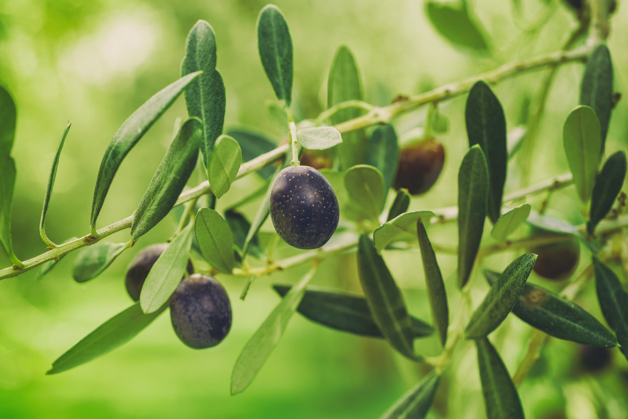 Rama de olivo con aceitunas negras